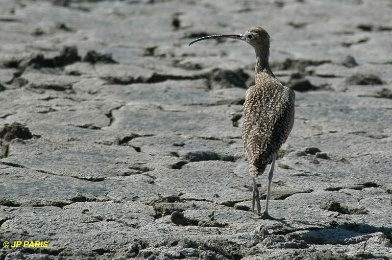 Long-billed Curlew