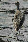 Long-billed Curlew