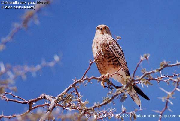 Greater Kestrel