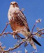 Greater Kestrel