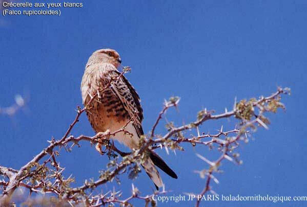 Greater Kestrel