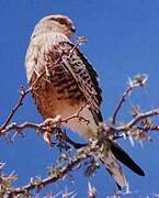 Greater Kestrel