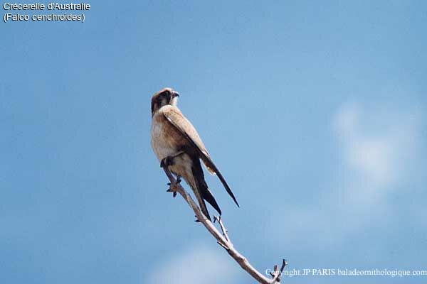 Nankeen Kestrel