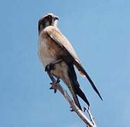 Nankeen Kestrel