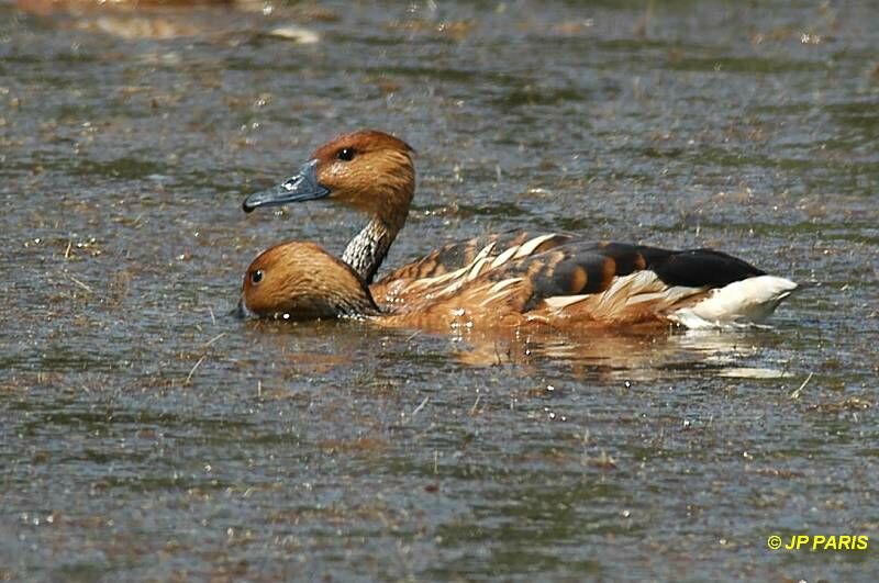 Fulvous Whistling Duck