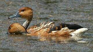 Fulvous Whistling Duck