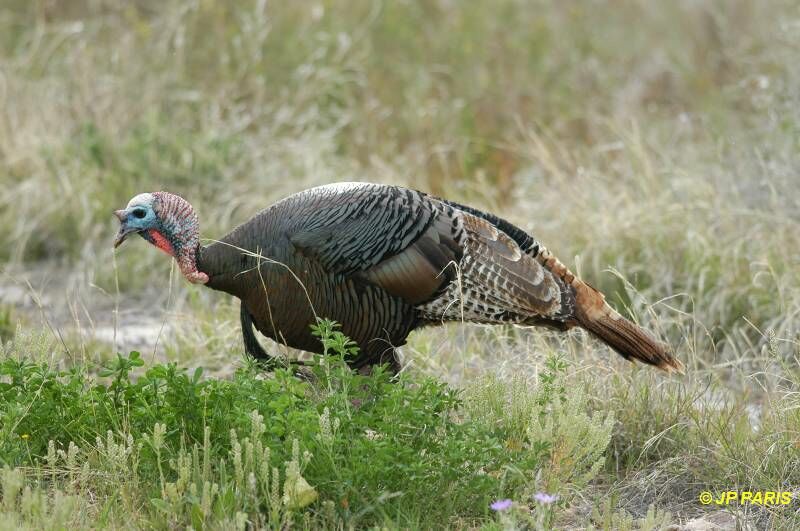 Wild Turkey