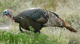 Wild Turkey