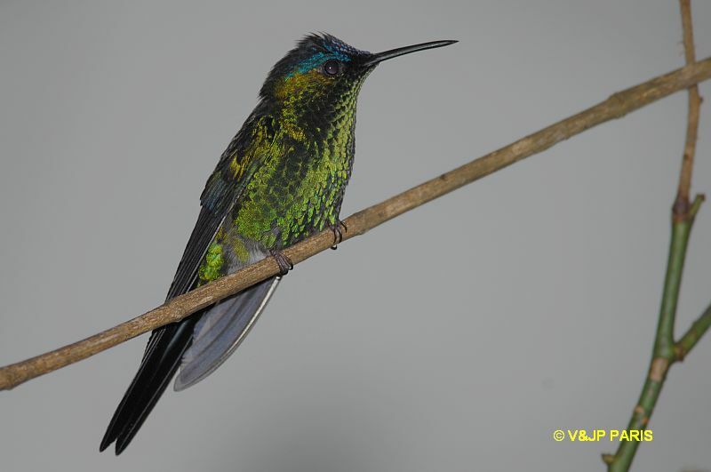 Violet-capped Woodnymph, identification