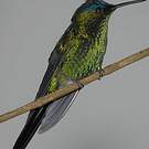 Dryade glaucope