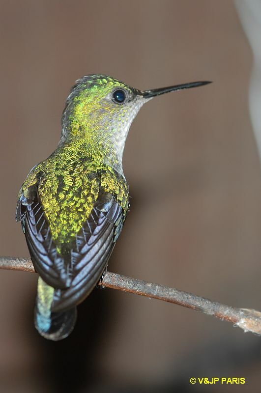 Dryade glaucope, identification