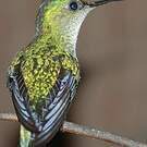 Dryade glaucope