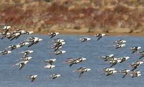 Banded Stilt