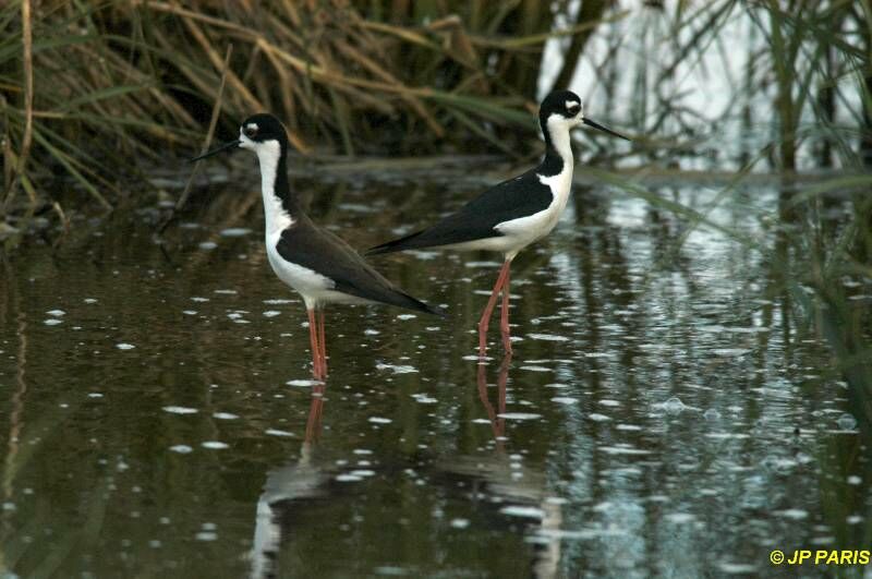 Black-necked Stilt