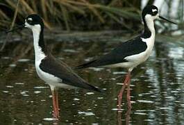 Black-necked Stilt