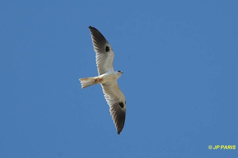 White-tailed Kite