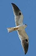 White-tailed Kite