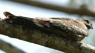 Common Nighthawk