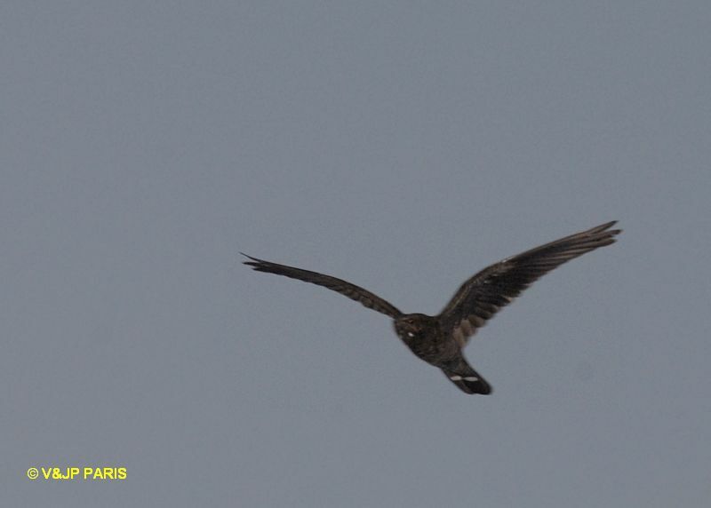 Band-tailed Nighthawk