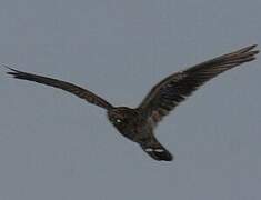 Band-tailed Nighthawk