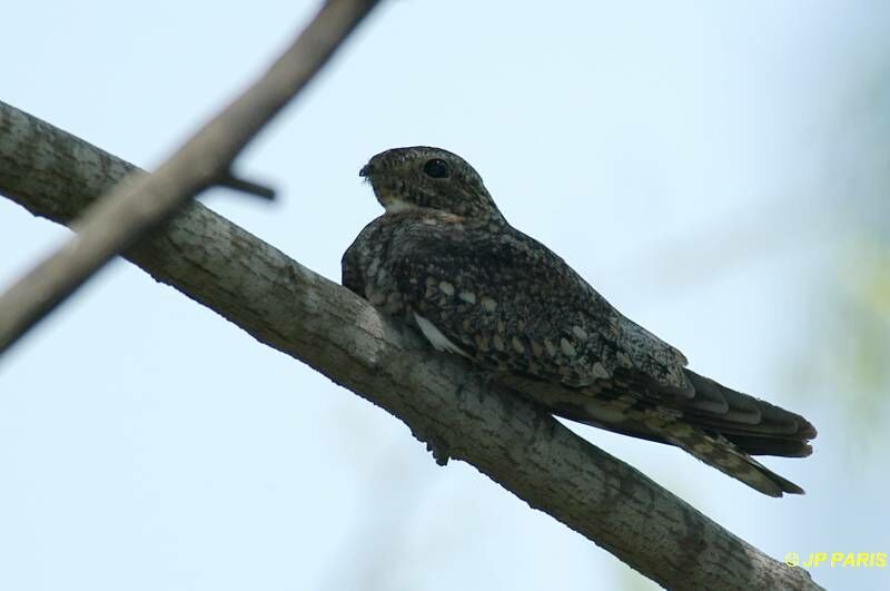 Lesser Nighthawk