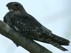 Lesser Nighthawk