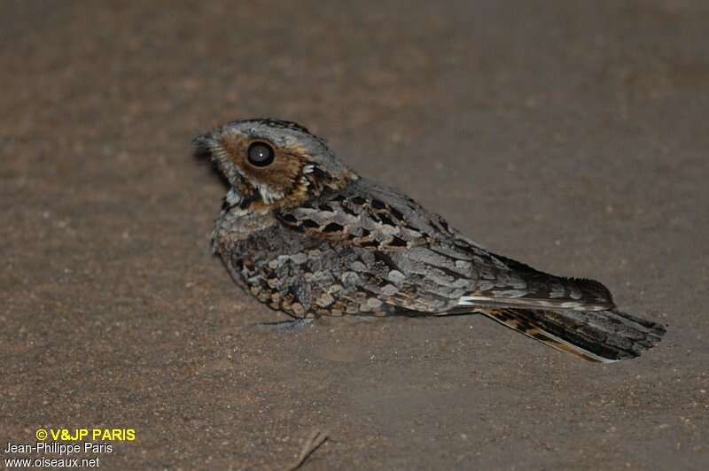 Fiery-necked Nightjar, identification