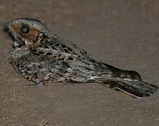 Fiery-necked Nightjar