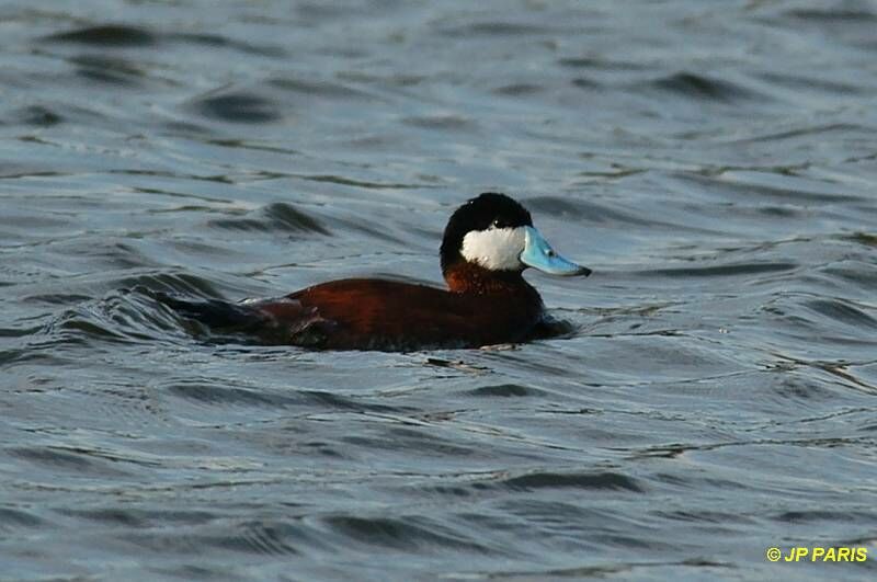 Ruddy Duck