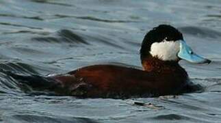 Ruddy Duck