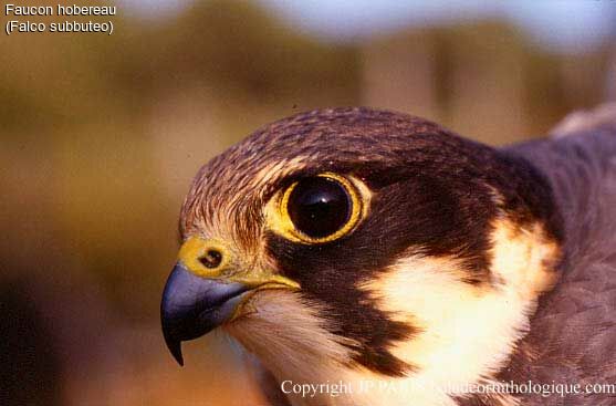 Eurasian Hobby