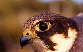 Eurasian Hobby