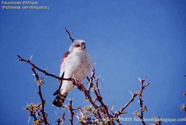 Pygmy Falcon