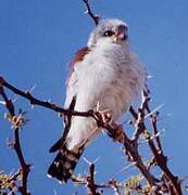 Pygmy Falcon