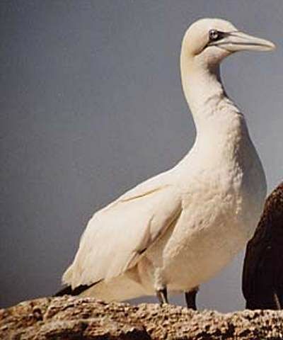 Northern Gannet