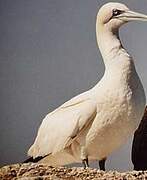 Northern Gannet