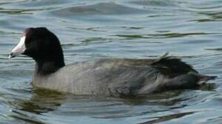 American Coot