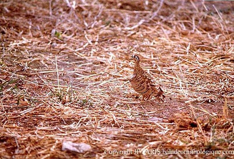 Black-faced Sandgrouse