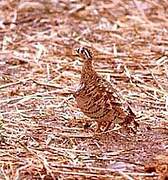 Black-faced Sandgrouse