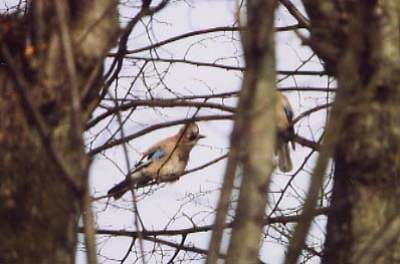 Eurasian Jay