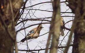 Eurasian Jay