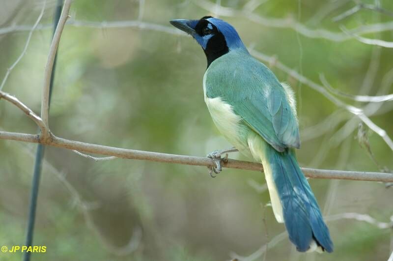 Inca Jay