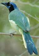 Inca Jay