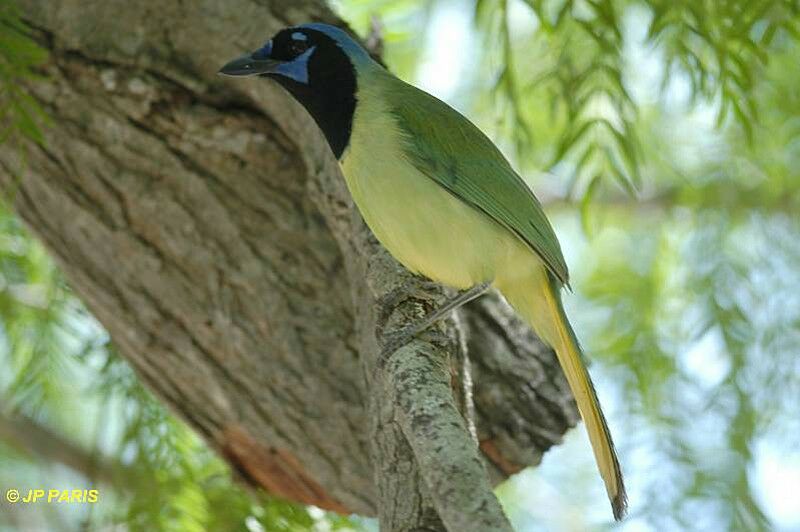 Inca Jay