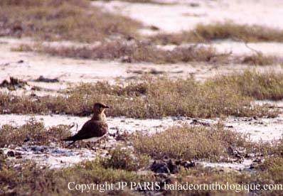 Collared Pratincole