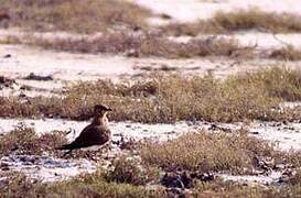 Collared Pratincole