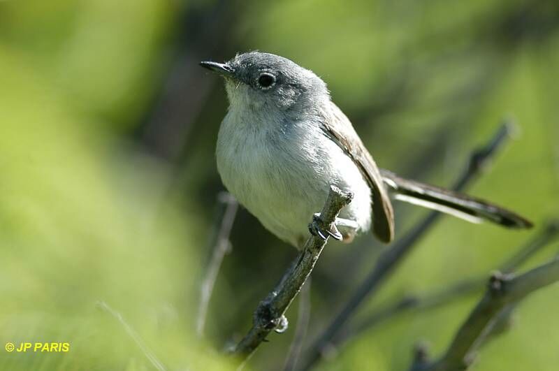 Black-tailed Gnatcatcher