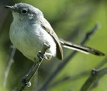 Black-tailed Gnatcatcher