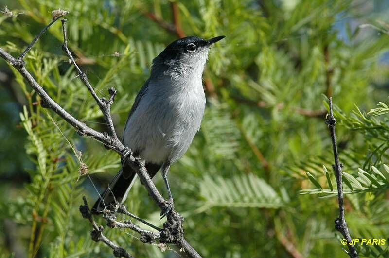 Black-tailed Gnatcatcher