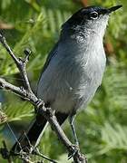 Black-tailed Gnatcatcher